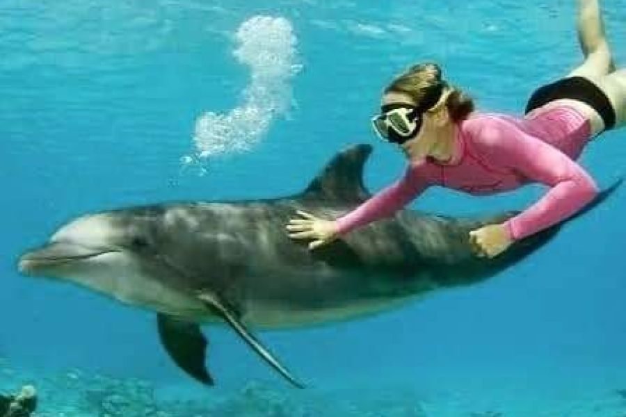 VIP Dolphin swim and snorkel excursion