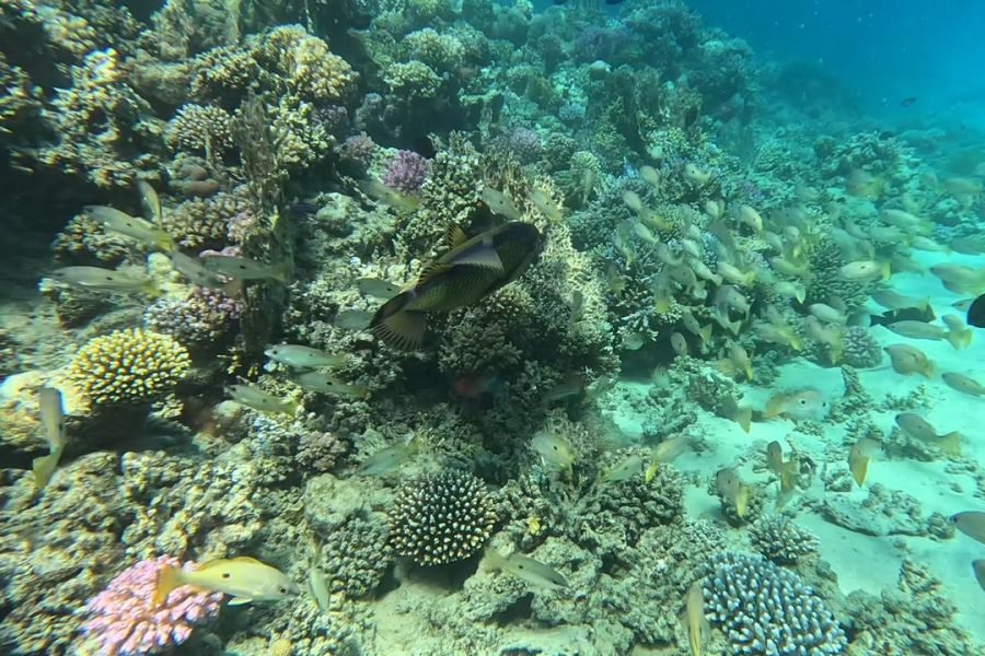 Marine Life and coral reef at Abu Dabbab Bay, Marsa Alam
