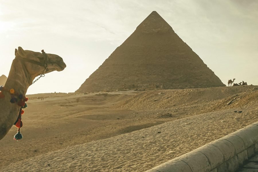 Camel near the Great Pyramid of Giza during a day tour from Hurghada to Cairo