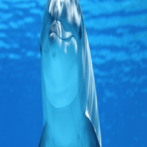 dolphin house Hurghada Egypt snorkeling adventure